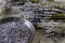 1 Pounds Lavender Buds Dried Flowers,100% Natural Dried Lavender Buds, Ultra Blue Grade (1 Pounds)